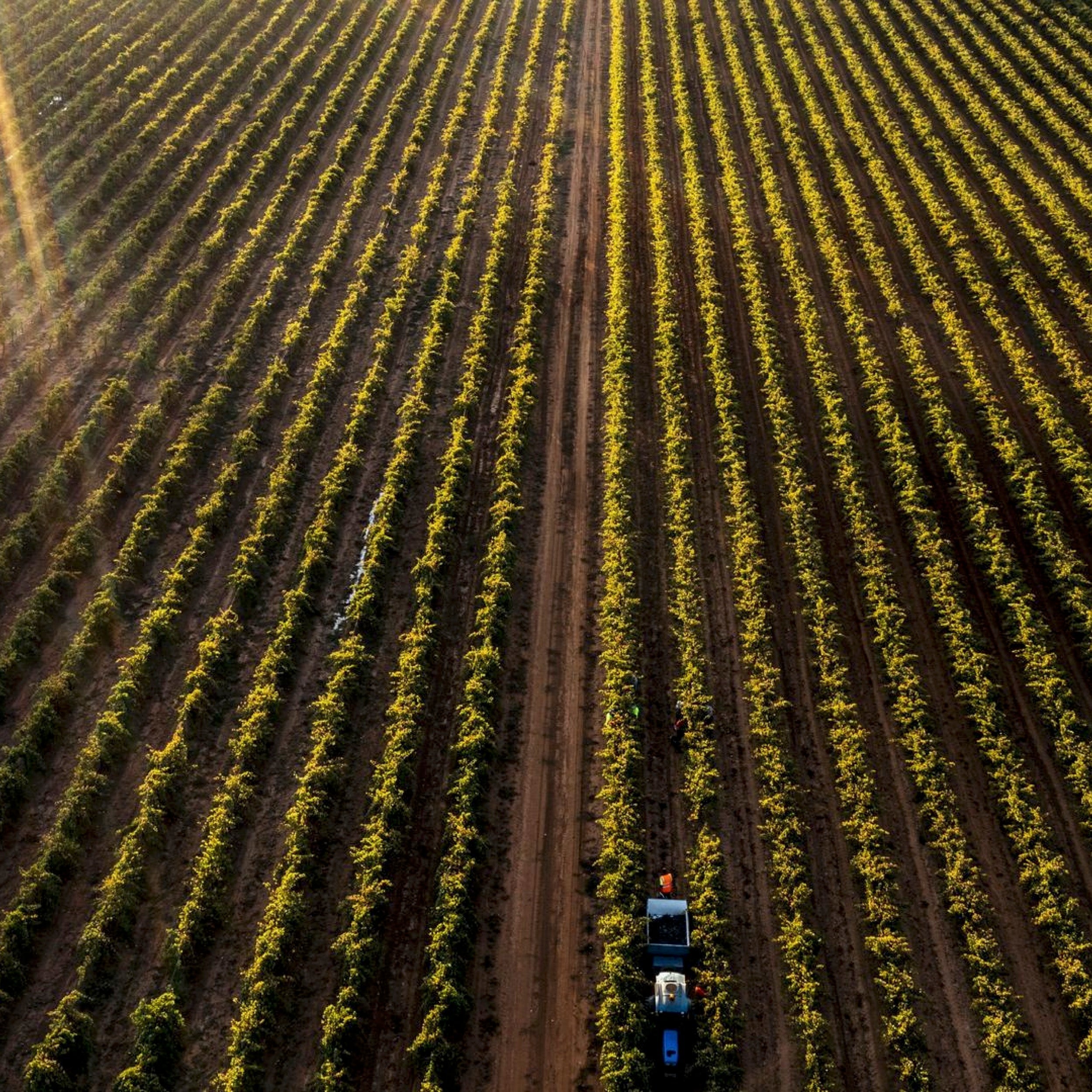 Greenock Creek Wines – Barossa Valley’s Bold & Iconic Reds