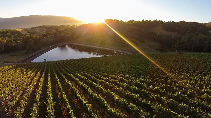 Profile photo of the Gaint Steps Winery in Yarra Valley.