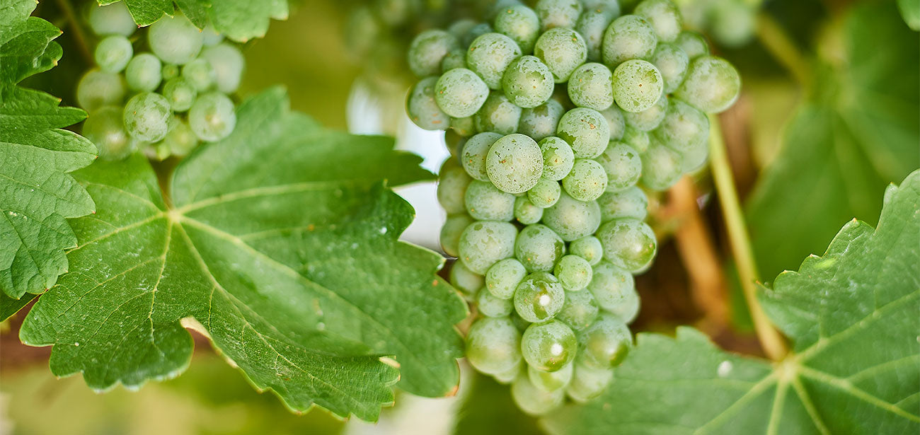 About Sauvignon Blanc
