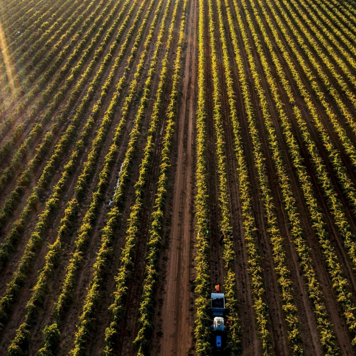 Greenock Creek Wines