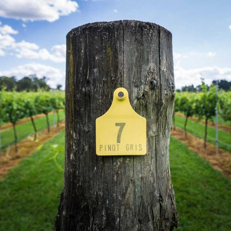 About Pinot Gris and Pinot Grigio