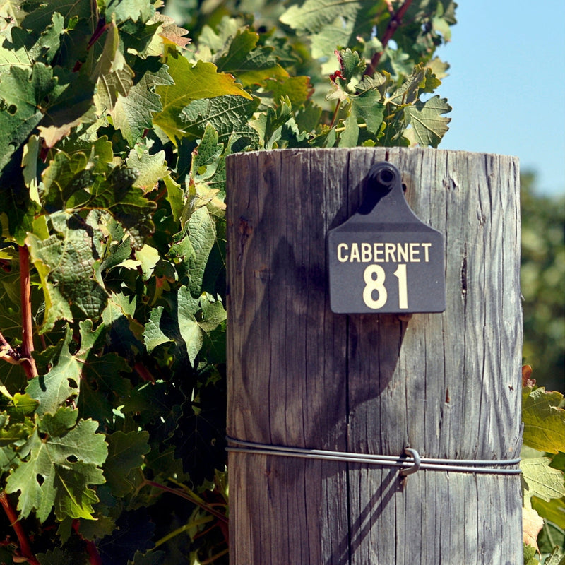 About Cabernet Sauvignon