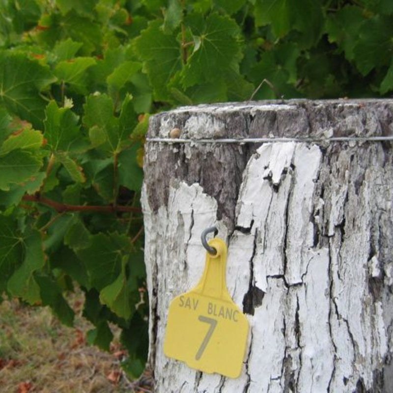 About Sauvignon Blanc