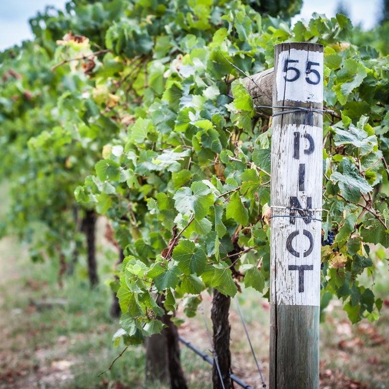 About Pinot Noir