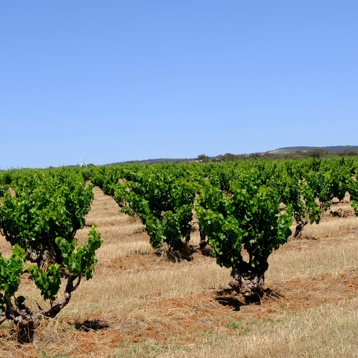 Hoffmann Family Wines