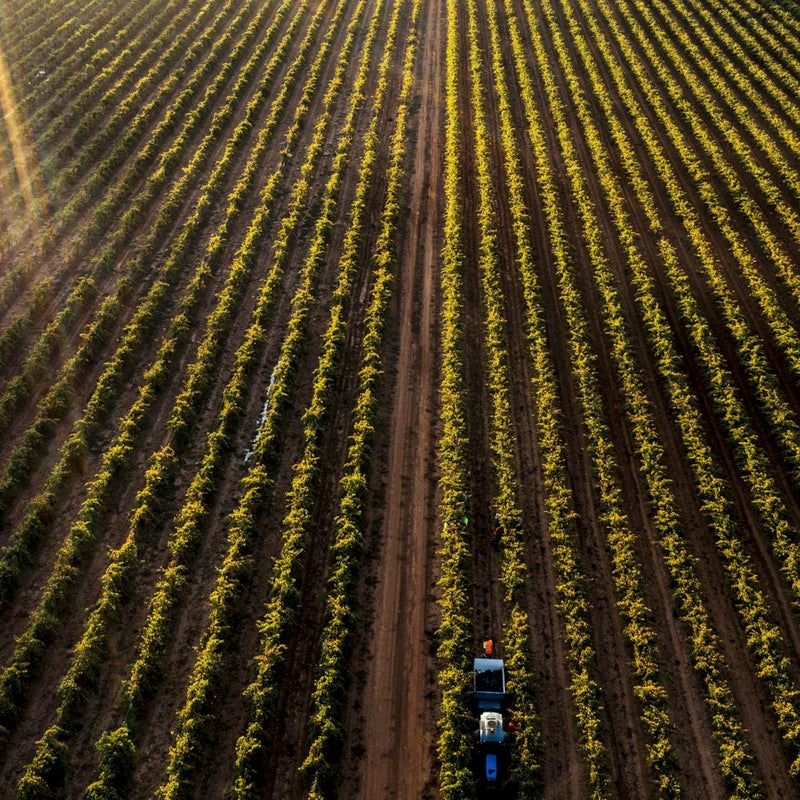 Greenock Creek Wines – Barossa Valley’s Bold & Iconic Reds