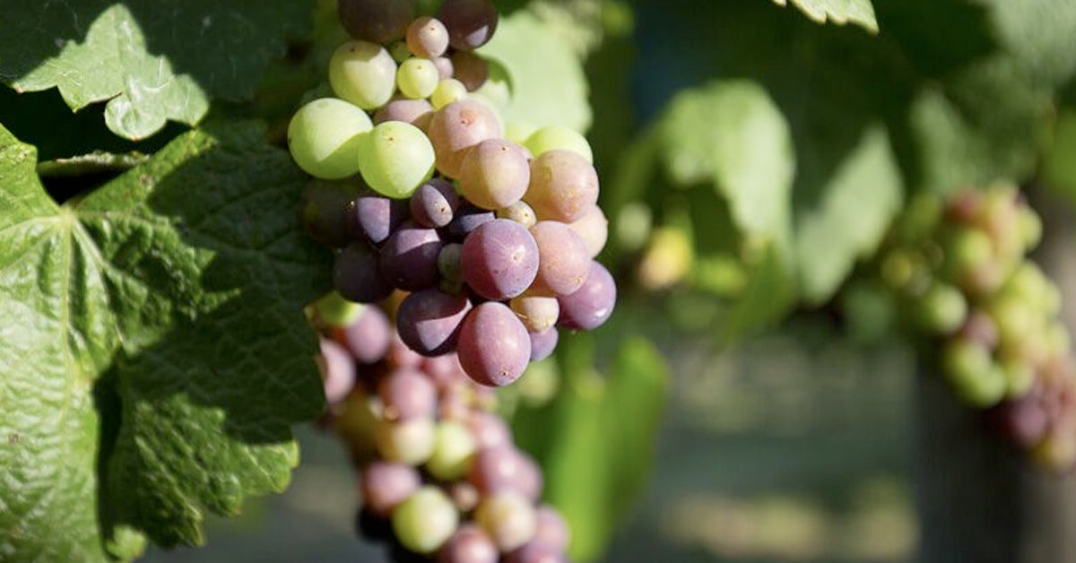 About Pinot Gris and Pinot Grigio