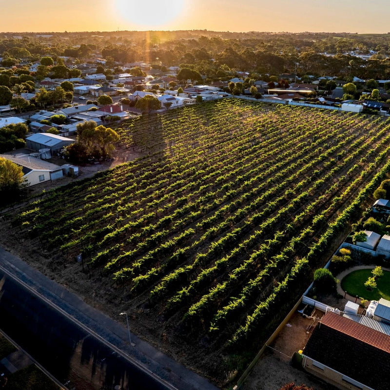 Welland Wines – Barossa Valley’s Hidden Gem