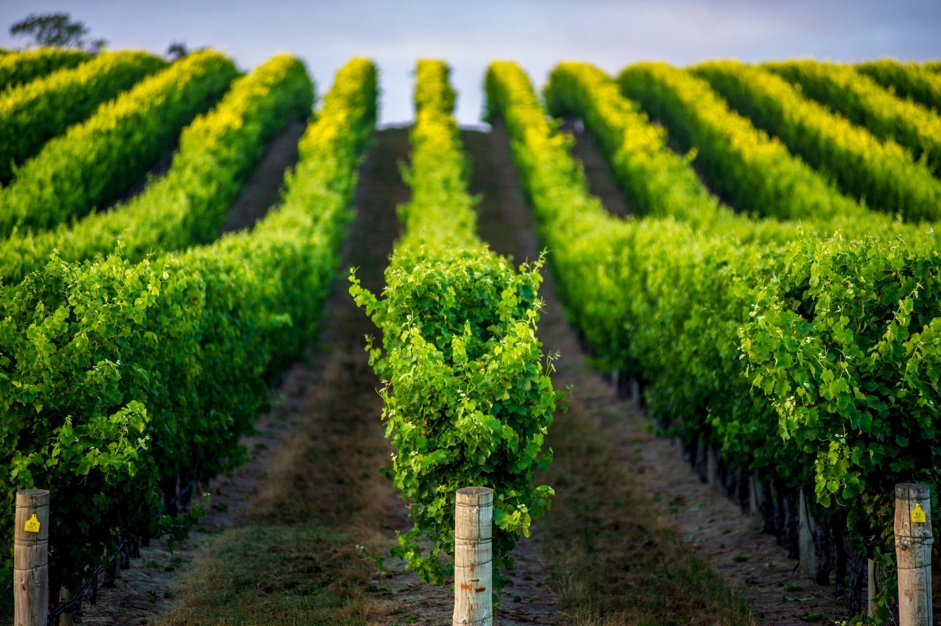 About Shiraz