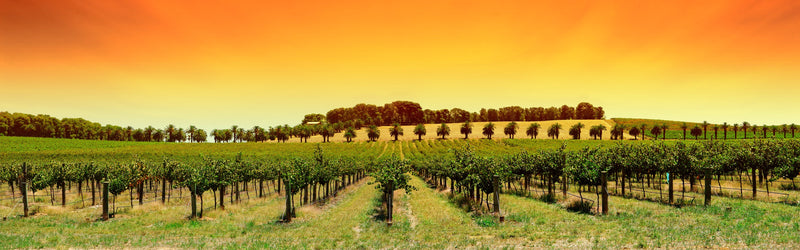 About: Barossa Valley Wine Region