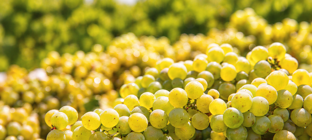 Chardonnay