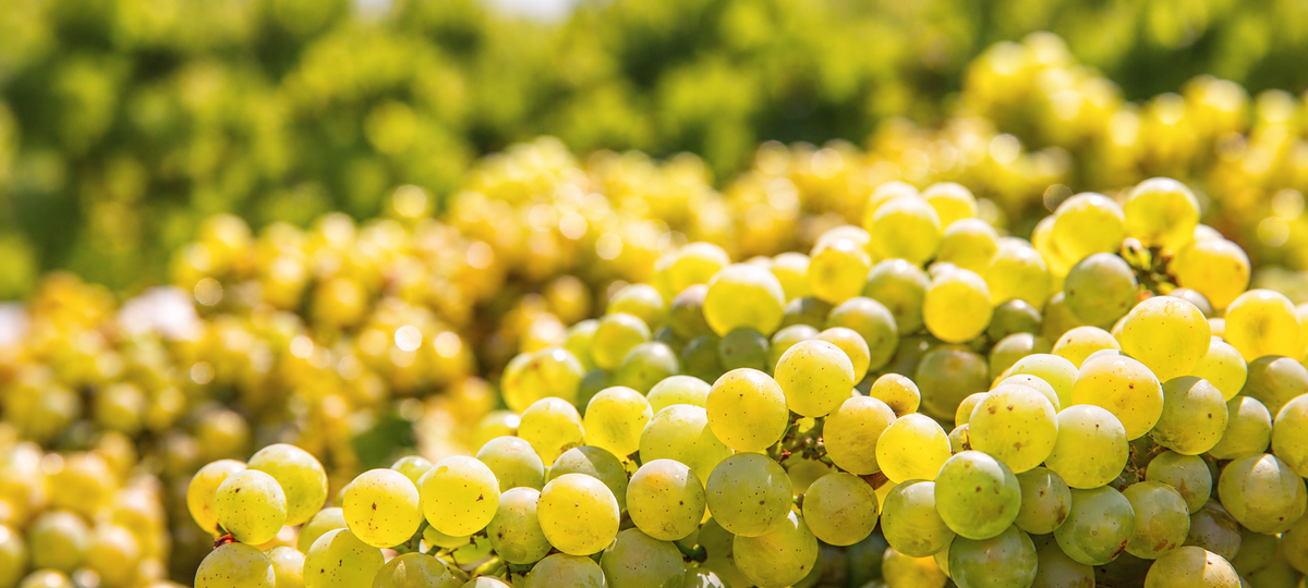 Chardonnay Wines