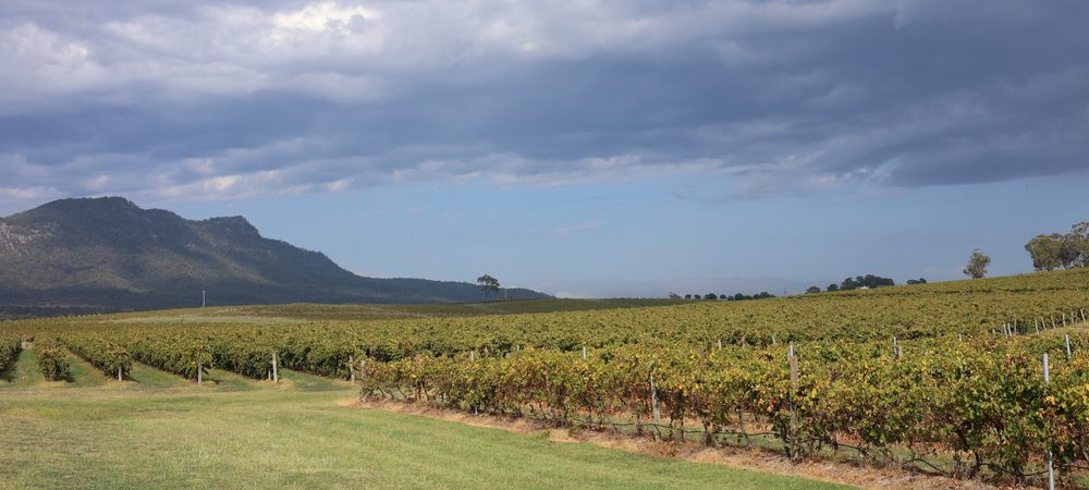 Semillon