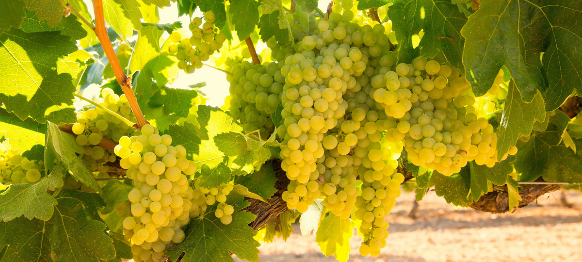 Semillon Wines