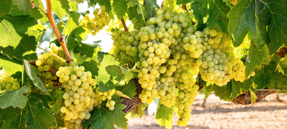 Sauvignon Blanc