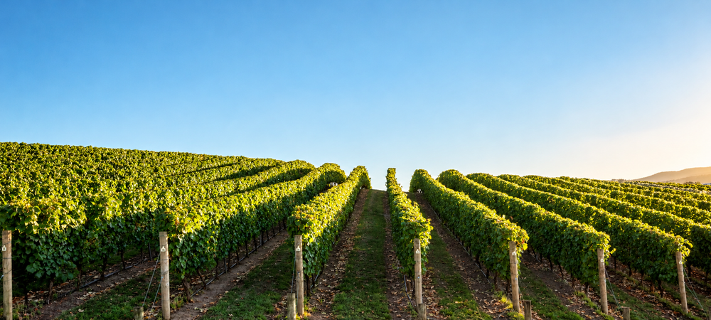 Pinot Noir