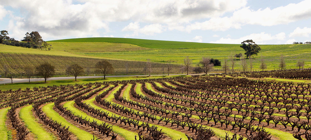 Grenache