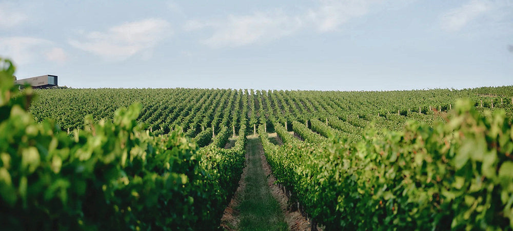 Cabernet Sauvignon