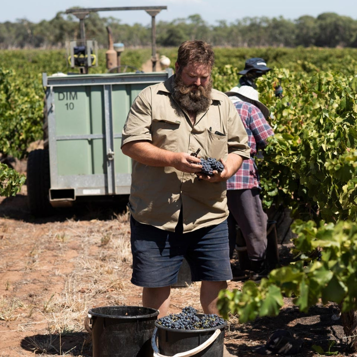 Adrian Hoffmann selecting grapes from his vineyard in the Barossa valley
