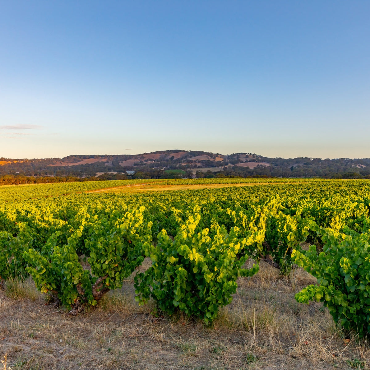 Yangarra Wines Vineyard with rows of green grapevines under a clear blue sky.