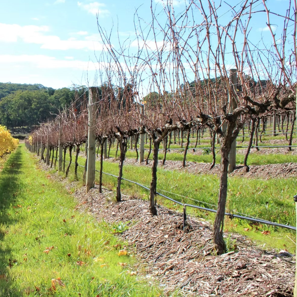 Scanlon Estate Vineyard  in the Adelaide Hills Wine region of Australia with rows of grapevines under a clear blue sky