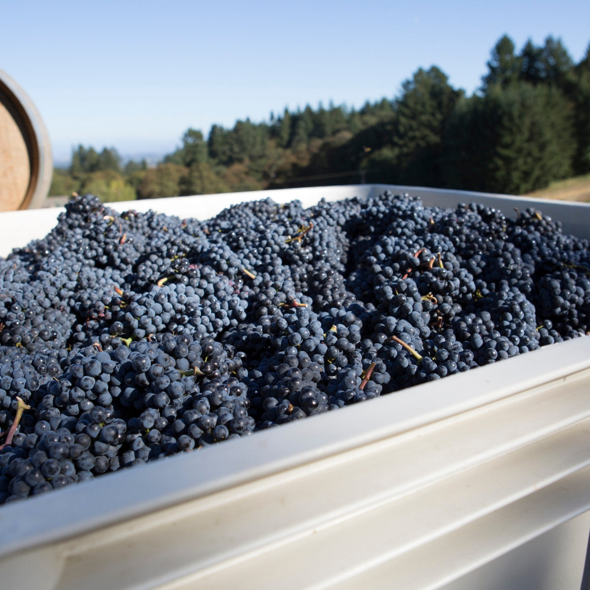 Box of purple grapes with a scenic background