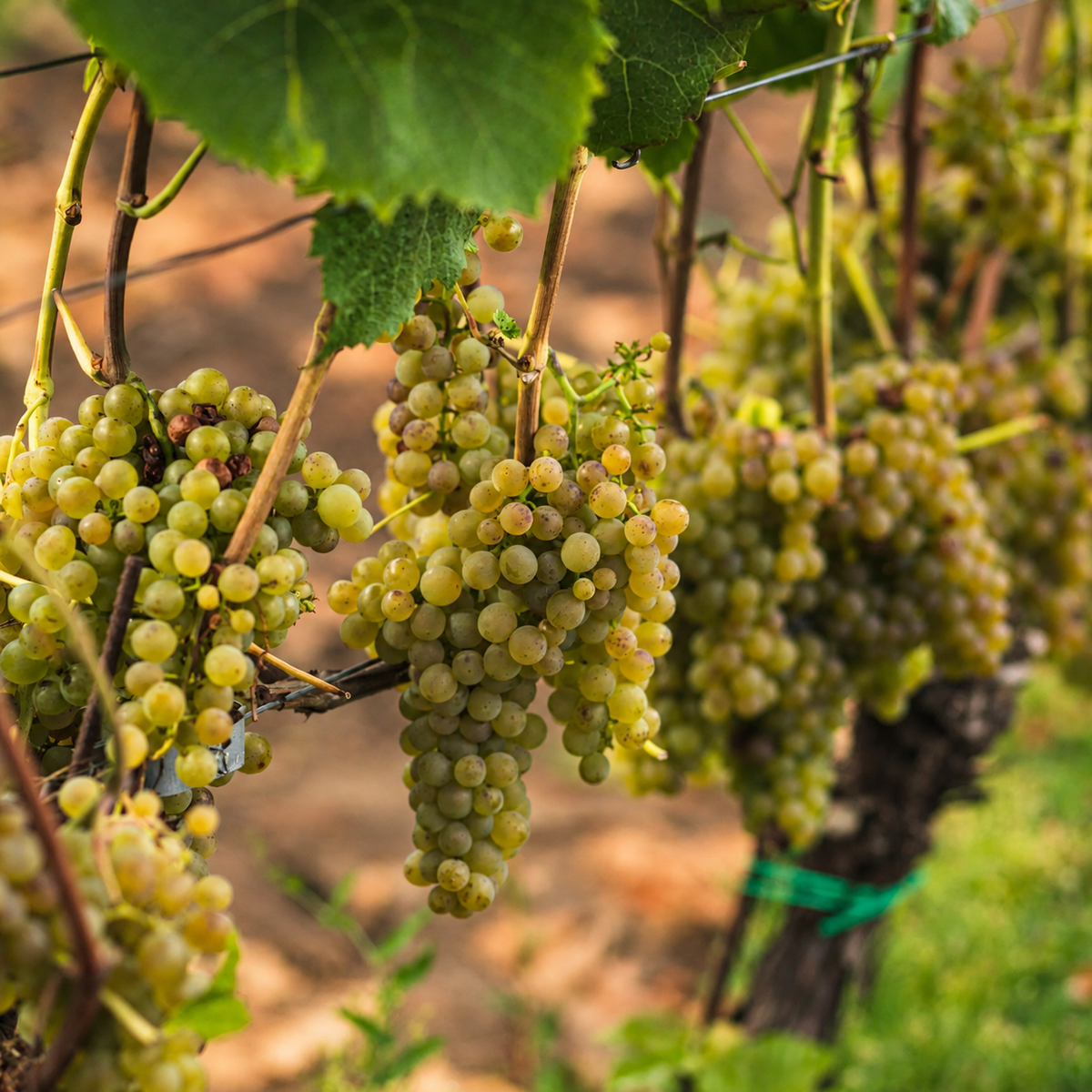 Clare Valley — Citrus, Apple & Crunch