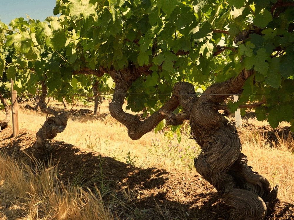 Vineyard associated with Penfolds St Henri 2023